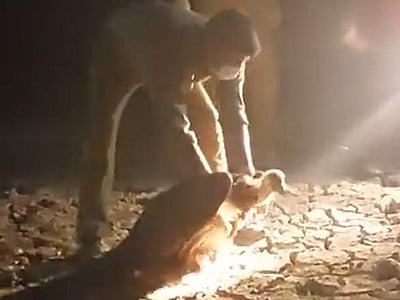 அசாம்: ஒரே கிராமத்தில் 100-க்கும் மேற்பட்ட கழுகுகள் உயிரிழப்பு