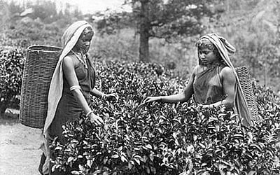 குடியேற்றத்தால் உருவான தோட்டங்கள்