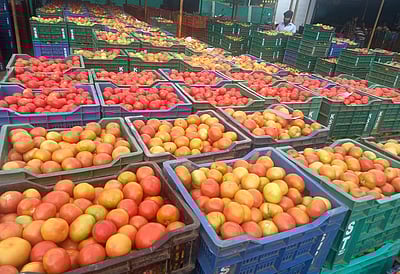 பாரம்பரிய காய்கறி, பழ ரகங்களைப் பாதுகாக்க சேகரிப்பு மையங்கள்