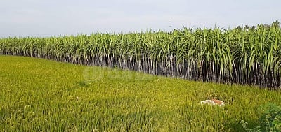 கரும்பு விவசாயிகளுக்கு சிறப்பு ஊக்கத் தொகை