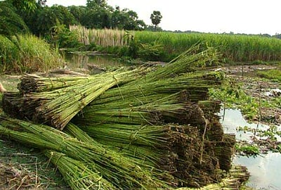 சணலுக்கான குறைந்தபட்ச ஆதரவு விலை உயர்வு: இனி குவிண்டால் ரூ.4,750