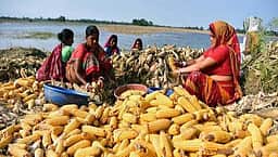 மக்காச்சோளம் செயல்விளக்கத் திடல் அமைக்க விவசாயிகளுக்கு வேளாண் துறை அழைப்பு
