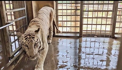 வண்டலூர் உயிரியல் பூங்காவில் வெள்ளைப் புலி உயிரிழப்பு