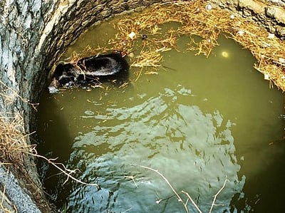 கிணற்றில் தவறி விழுந்த கரடி: மீட்பதில் சிக்கல்