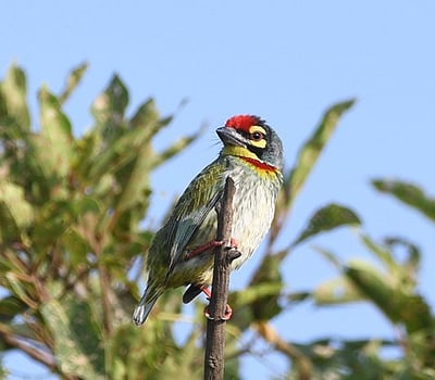 அழிந்துவரும் 37 பறவை இனங்கள்: தமிழக அரசு தகவல்