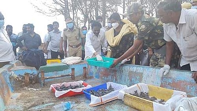 சீர்காழி: கூழையாறு கடலில் விடப்பட்ட ஆமைக் குஞ்சுகள்