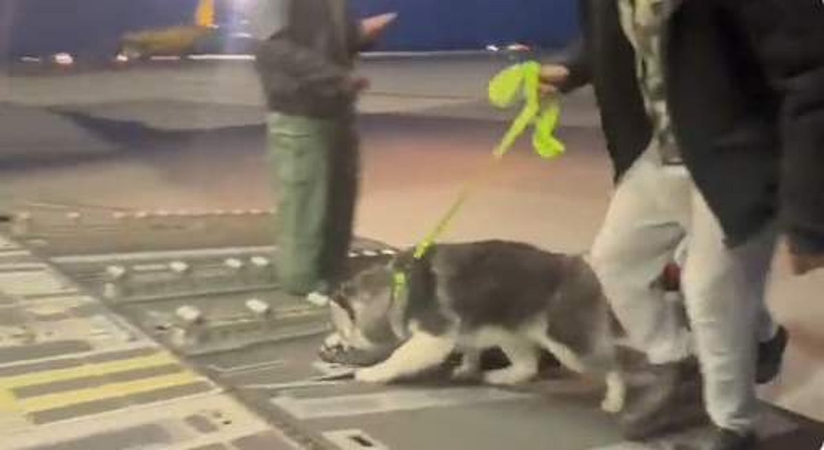 உக்ரைனிலிருந்து செல்ல நண்பர்களுடன் தாயகம் திரும்புவோர்