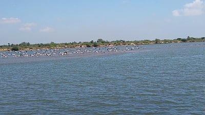 கொள்ளிடம் பகுதியில் குவியும் வெளிநாட்டுப் பறவைகள்