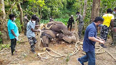 டாப்சிலிப், வால்பாறையில் யானைகள் சாவு