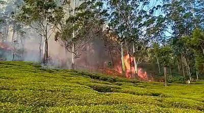 கடும் வெப்பத்தால் எஸ்டேட் வனங்களில் பற்றி எரியும் தீ