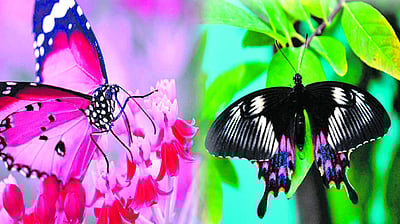 அங்கிள் ஆன்டெனா