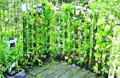 மண்ணில்லா சாகுபடி, செங்குத்து தோட்டம் அமைக்க பின்னேற்பு மானியம்