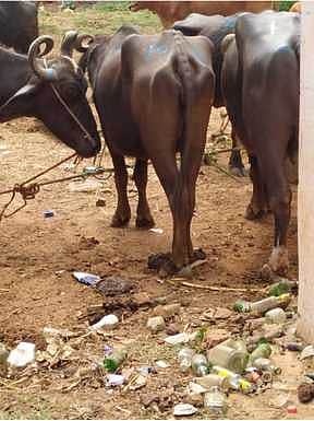 உ.பி.:  கால்நடைகளுக்கு வைரஸ் தாக்குதல்; விவசாயிகள் பதற்றம்