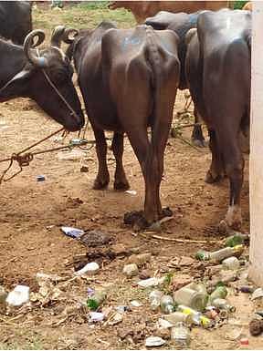 உ.பி.:  கால்நடைகளுக்கு வைரஸ் தாக்குதல்; விவசாயிகள் பதற்றம்