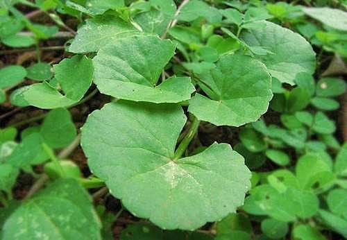 சுகம் தரும் சித்த மருத்துவம்: ஆறாத புண்களையும் ஆற்றும் ‘யோசனவல்லி’