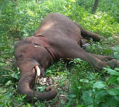 யானைகள் இறப்பு: பெயரளவுக்கு அமைக்கப்படுகிறதா விசாரணைக் குழுக்கள்?