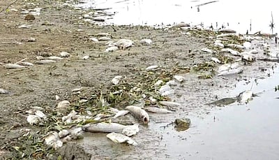 விராலிமலை அருகே குளத்தில் நூற்றுக்கணக்கான மீன்கள் செத்து மிதப்பு