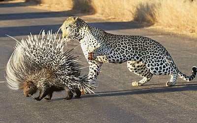 அங்கிள் ஆன்டெனா