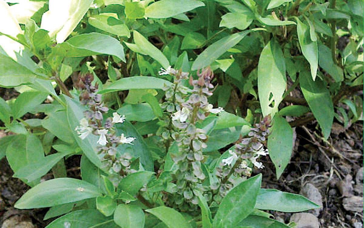 மூலிகை  அறிவோம்!