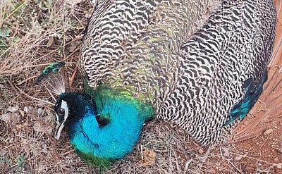 மணப்பாறையில் மயில் உயிரிழப்பு