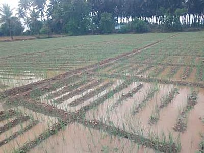 கன மழை: நீரில் மூழ்கிய வெங்காய வயல்கள்