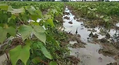 மழை: பருத்தி சாகுபடி பாதிப்பு