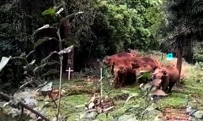 குன்னூா் அருகே வாழை மரங்களை சேதப்படுத்திய யானைகள்