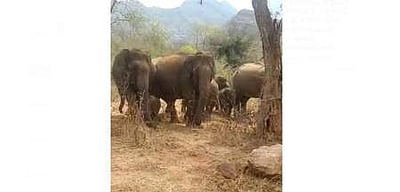 சத்தியமங்கலம் அருகே வாகனங்களைக் கண்டு பிளிறிய காட்டு யானை கூட்டம் (விடியோ)