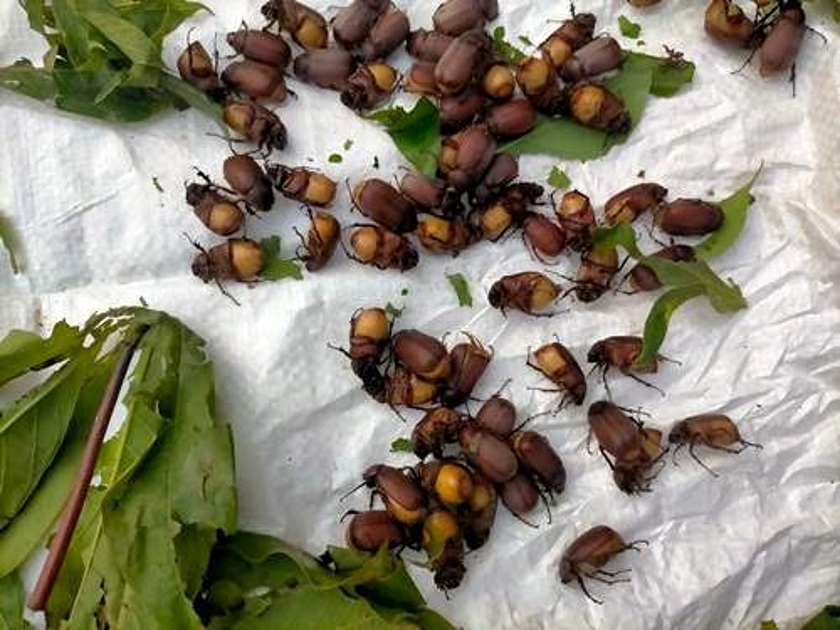 காவிரி பாசனப் பகுதிகளில் மெழுகு வண்டுகள் படையெடுப்பு: விவசாயிகள் அச்சம்