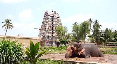 ஆனந்தக் குளியல் போடும் திருவானைக்கா கோயில் யானை அகிலா 