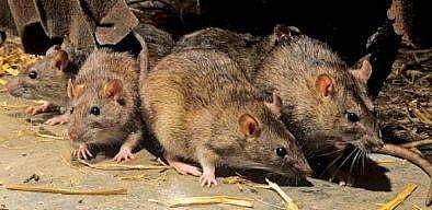 ஐசியூவுக்குள் நுழைந்த எலி...நோயாளி மர்ம மரணம்...உண்மை என்ன?