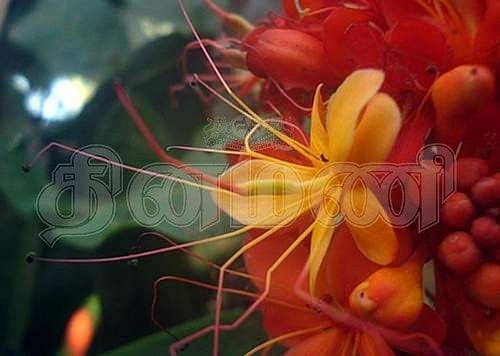 சுகம் தரும் சித்த மருத்துவம்: பெண்களின் சோகத்தை போக்கும் ‘காகோளி’