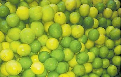 உ.பி.யில் எலுமிச்சை விலை குறைய சிறப்பு பூஜை