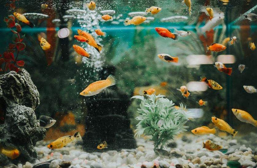 அறிவியல் ஆயிரம்: கணக்கு போடும் மீன்கள் - புதிய கண்டுபிடிப்பு