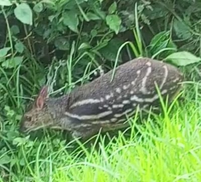 குன்னூரில் அறிய வகை சுண்டெலி மான்