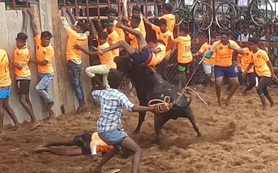 நத்தம் அருகே ஜல்லிக்கட்டுப் போட்டி: 14 போ் காயம்