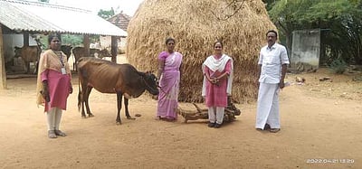 கறவை மாடுகளுக்கு காப்பீடு பணி தொடக்கம்