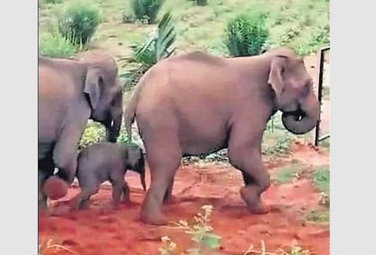'பச்சப் புள்ள பாவம்': குட்டியை வழிநடத்தும் யானைகள் - வைரல் விடியோ