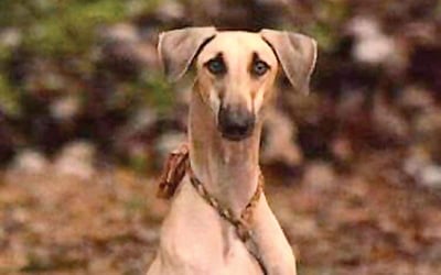 இணைய வெளியினிலே...