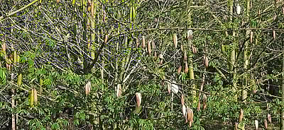 தேனி மாவட்டத்தில் இலவம் பஞ்சுவிலை குறைவு: விவசாயிகள் தவிப்பு