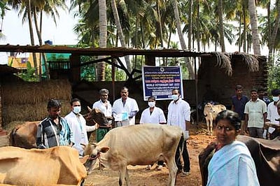 புல்லக்காபட்டியில் கால்நடை மருத்துவ முகாம்