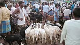 ஆடிப் பெருக்கு: செம்பட்டி சந்தையில் ரூ.2 கோடிக்கு ஆடுகள் விற்பனை