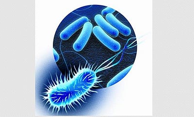 சால்மோனெல்லா நோய் என்றால் என்ன? எப்படி பரவும்?