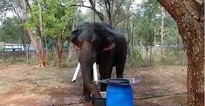 மேட்டுப்பாளையம் பகுதிகளில் மீண்டும் காட்டு யானை பாகுபலி நடமாட்டம் அதிகரிப்பு: மக்கள் அச்சம்