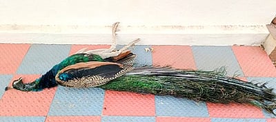 வாகனம் மோதி மயில் பலி