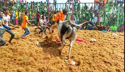 சீமானூா் ஜல்லிக்கட்டு: 23 போ் காயம்