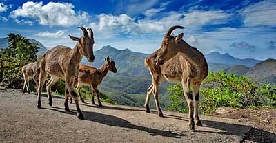 மூணாறு பகுதியில் வரையாடுகள் எண்ணிக்கை அதிகரிப்பு