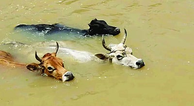 அங்கில் ஆண்டெனா