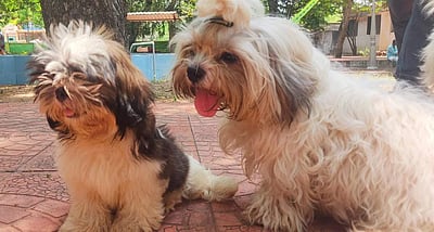 விழுப்புரத்தில் நாய்கள் கண்காட்சி: 100-க்கும் மேற்பட்ட நாய்கள் பங்கேற்பு