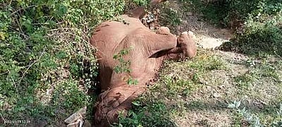 மேட்டூர் அருகே விவசாயி கிணற்றில் விழுந்த யானை பலி